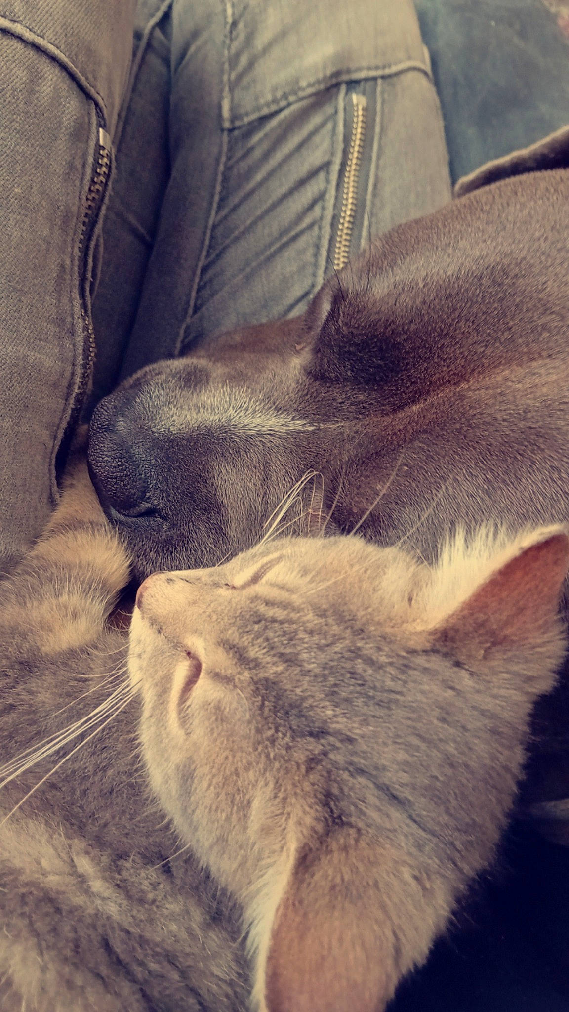 Tayson participe au concours pour gagner de l'argent avec cette photo : carnivore, cat, cloud, comfort, companion_dog, dog, dog_breed, felidae, fur, grey, human_leg, mammal, meteorological_phenomenon, small_to_medium_sized_cats, snout, tail, vertebrate, whiskers, wilderness, working_animal