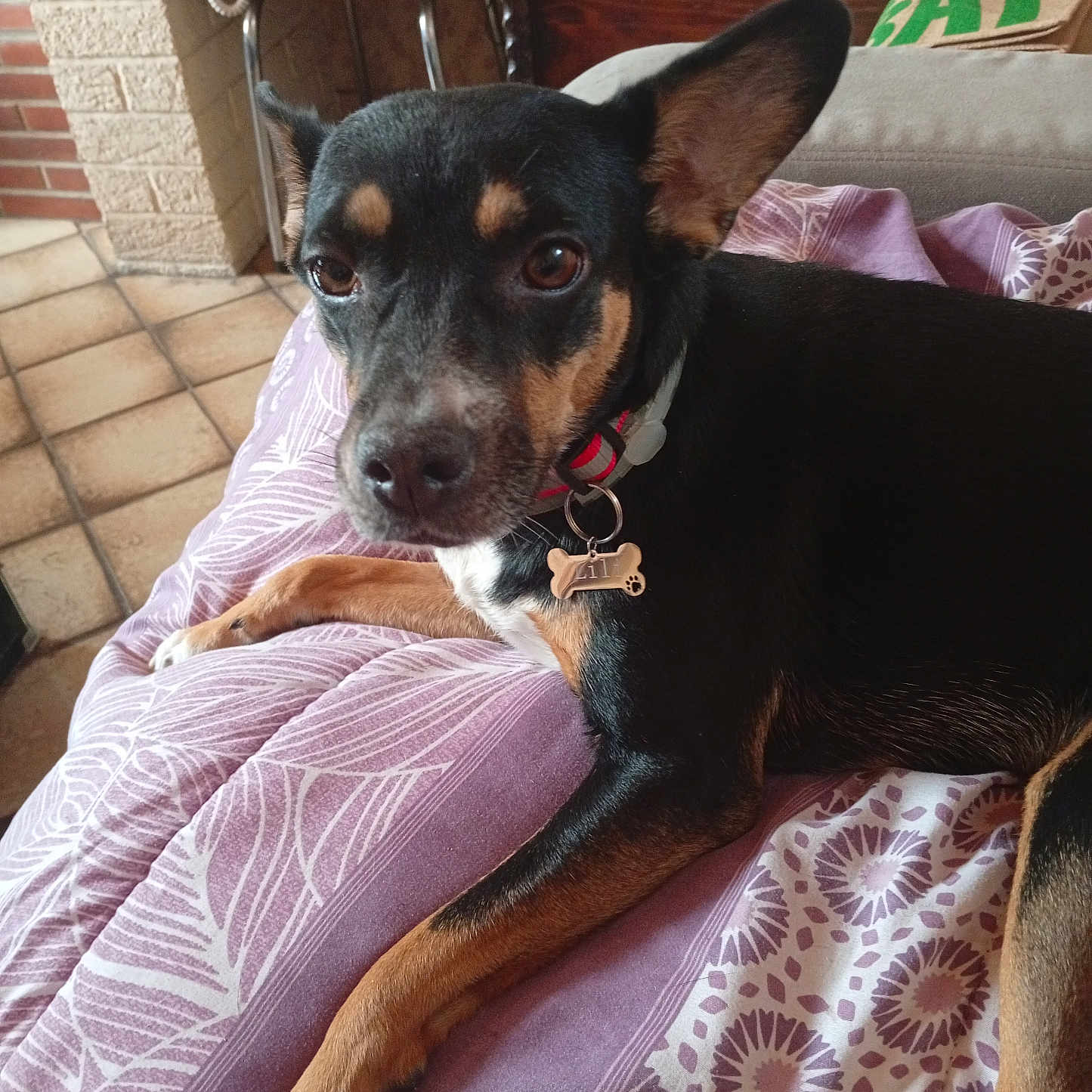 Lina a rejoint le concours — aidez-le/la à gagner de superbes lots ! dog, pet, indoor, blanket, purple, pattern, ears, collar, tag, floor, tile, furniture, chair, phone, resting, cute, animal, closeup, brown, black