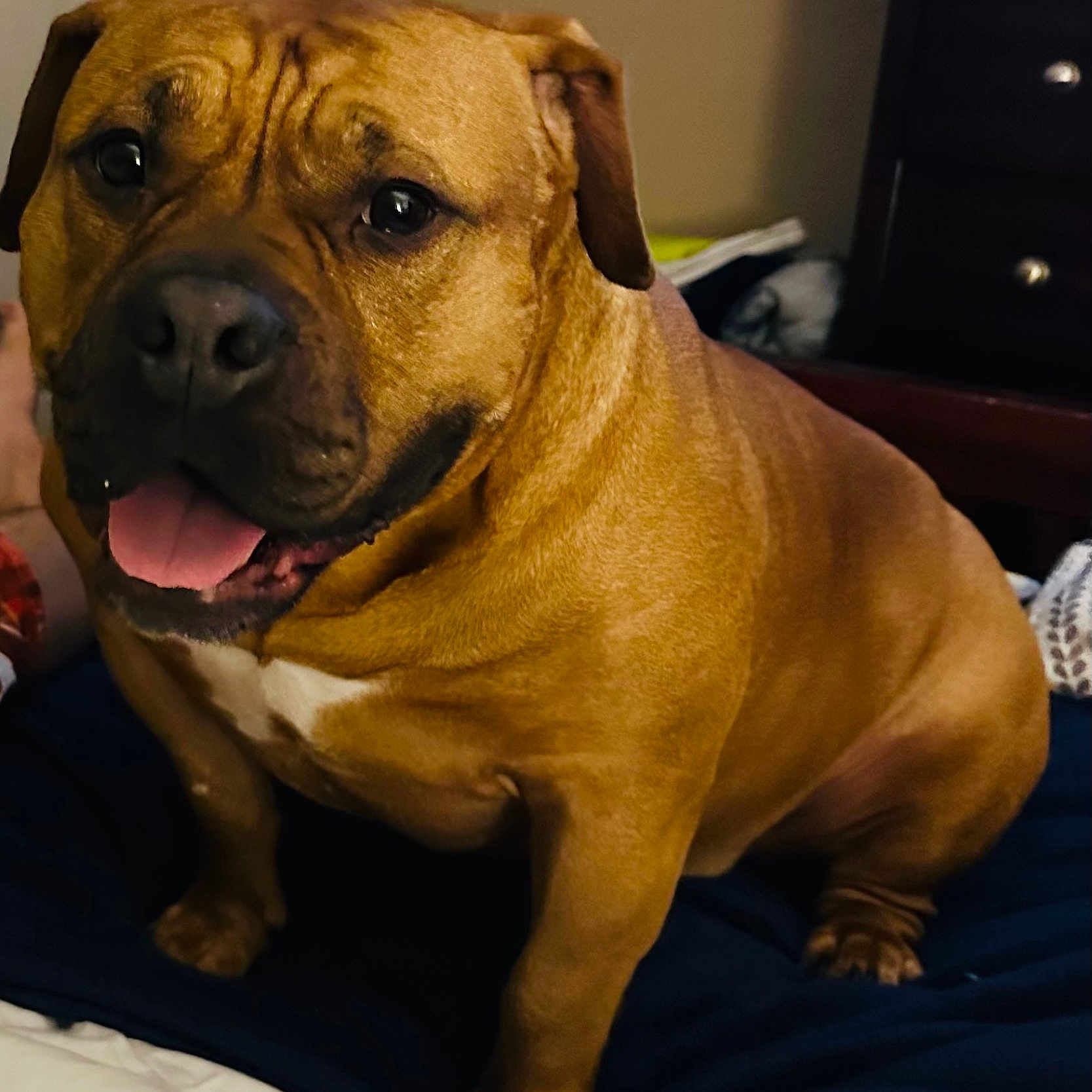 Lucy is registered to the contest to win money with this photo: animal, bed, blanket, brown, canine, closeup, cute, dog, domestic_animal, friendly, fur, happy, indoor, mammal, paw, pet, portrait, sitting, snout, tongue_out