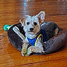 dog, small_dog, pet_bed, wooden_floor, toy, blue_vest, yellow_trim, scruffy_dog, indoor, flooring, looking_at_camera, curious, one_ear_up, pet, domestic_animal, resting, comfortable, brown_bed, playful, animal