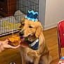 dog, golden_retriever, birthday_hat, birthday_bandana, treat, hand, floor, dog_crate, wooden_floor, black_dog, indoor, celebration, pet, animal, canine, red_chair, tablecloth, party, licking, cute