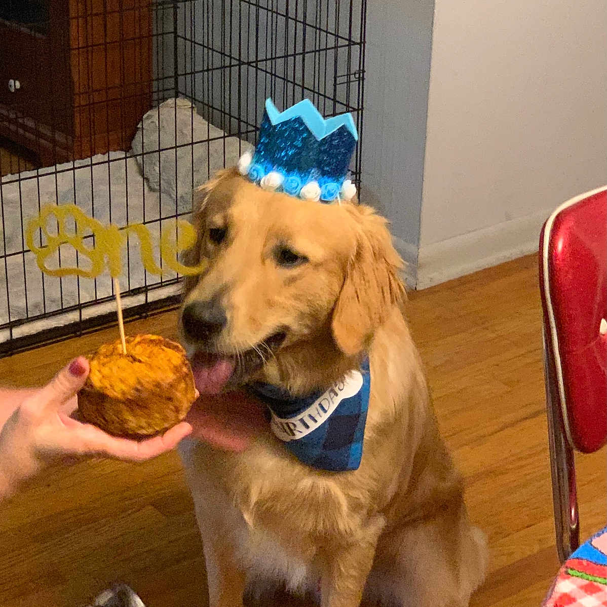 Sammy joined the competition — help win amazing prizes! animal, birthday_bandana, birthday_hat, black_dog, canine, celebration, cute, dog, dog_crate, floor, golden_retriever, hand, indoor, licking, party, pet, red_chair, tablecloth, treat, wooden_floor