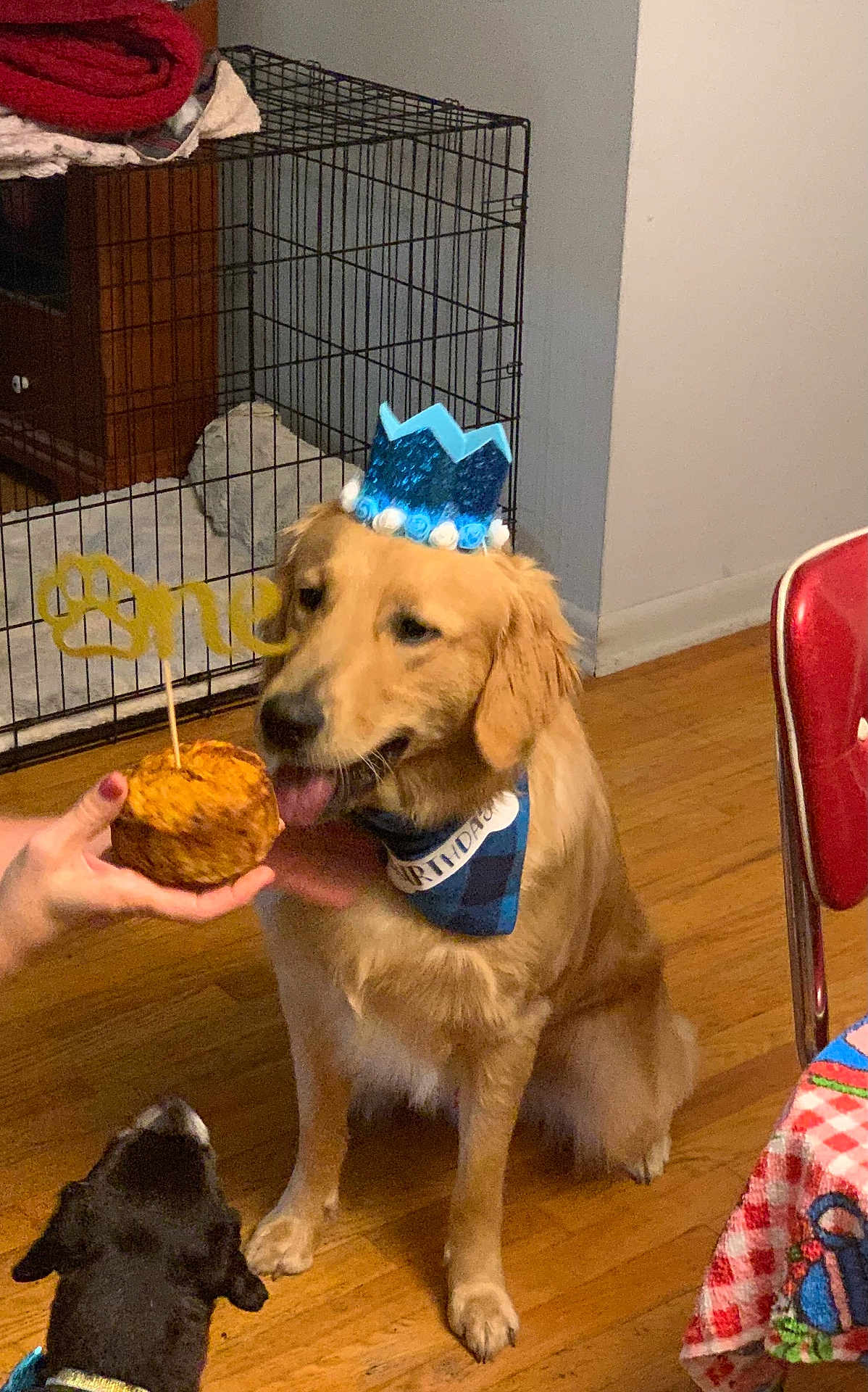 Sammy joined the competition — help win amazing prizes! dog, golden_retriever, birthday_hat, birthday_bandana, treat, hand, floor, dog_crate, wooden_floor, black_dog, indoor, celebration, pet, animal, canine, red_chair, tablecloth, party, licking, cute