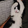 Flow is registered to the contest to win money with this photo: animal, black_and_white, cat, comfort, couch, cozy, cute, domestic, feline, fur, home, human_arm, indoor, paw, person, pet, relaxed, resting, sleeping, texture