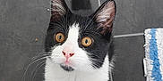 Flow is registered to the contest to win money with this photo: animal, black_and_white, cat, closeup, curious, cute, domestic, ears, floor, foot, fur, indoor, kitten, looking_up, pet, rug, tail, tile, whiskers, young