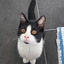 animal, black_and_white, cat, closeup, curious, cute, domestic, ears, floor, foot, fur, indoor, kitten, looking_up, pet, rug, tail, tile, whiskers, young