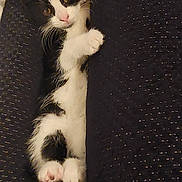 Flow is registered to the contest to win money with this photo: animal, black_and_white, cat, closeup, cozy, curious, cute, feline, fur, hiding, indoor, kitten, paws, pet, resting, small, soft, texture, whiskers, young