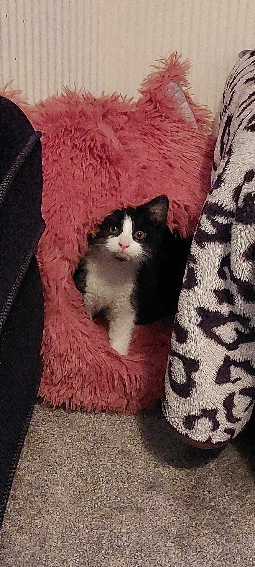 Flow joined the competition — help win amazing prizes! animal, black_and_white, carpet, cat, cat_cave, cozy, curious, cute, domestic, feline, furry, indoor, kitten, patterned_blanket, pet, pink, resting, small, soft, young