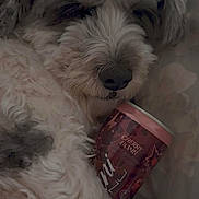 Lincoln joined the competition — help win amazing prizes! dog, fluffy, can, beverage, cherry_bomb, bed, cozy, sleepy, pet, closeup, fur, nose, paw, drink, resting, indoor, cute, relaxed, animal, comfort