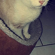 Océane participe au concours pour gagner de l'argent avec cette photo : aegean_cat, cat, cat_like_mammal, domestic_short_haired_cat, fauna, kitten, mammal, nose, photo_caption, small_to_medium_sized_cats, snout, tail, whiskers