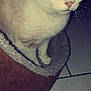 Océane a rejoint le concours — aidez-le/la à gagner de superbes lots ! aegean_cat, cat, cat_like_mammal, domestic_short_haired_cat, fauna, kitten, mammal, nose, photo_caption, small_to_medium_sized_cats, snout, tail, whiskers
