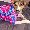 bed, bedroom, blanket, canine, close_up, clothing, dog, eyes, face, flash_photography, floppy_ears, floral_pattern, indoors, lying_down, multicolored, nose, outfit, pet, portrait, relaxed