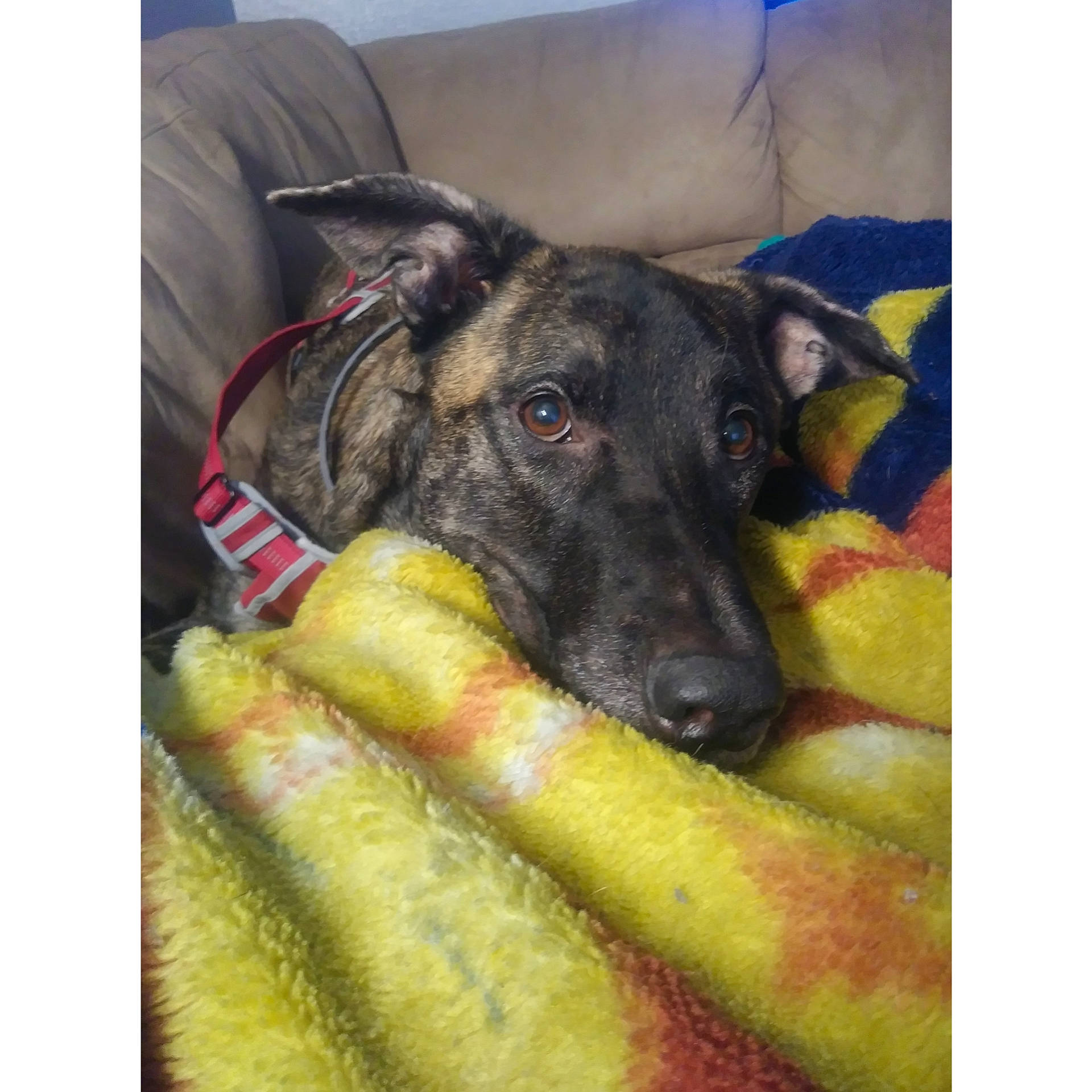 Diesel joined the competition — help win amazing prizes! ancient_dog_breeds, carnivore, companion_dog, dog, dog_breed, giant_dog_breed, guard_dog, herding_dog, linens, metal, rectangle, snout, square, terrestrial_animal, whiskers, working_animal, working_dog