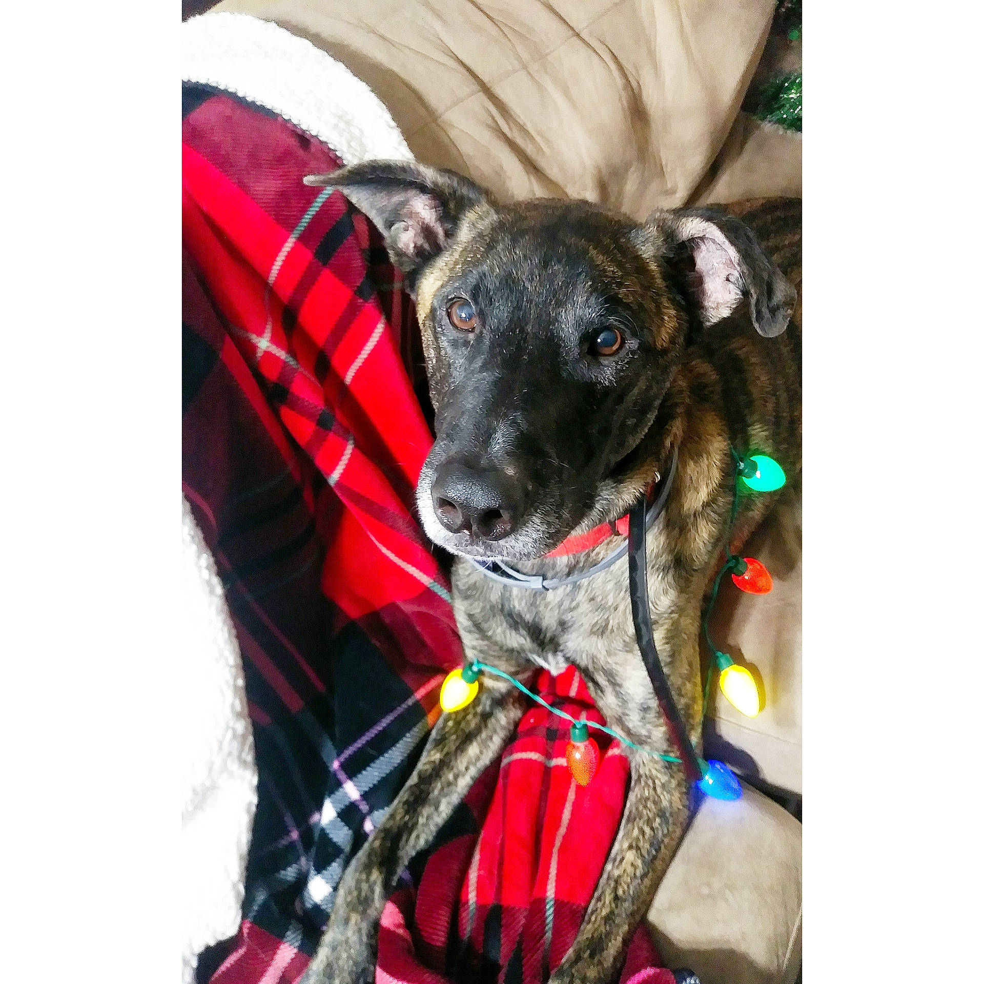 Diesel is registered to the contest to win money with this photo: canidae, carnivore, collar, companion_dog, dog, dog_breed, dog_clothes, dog_collar, dog_supply, fashion_accessory, fawn, fur, leash, pet_supply, sleeve, snout, sporting_group, toy_dog, whiskers, working_animal