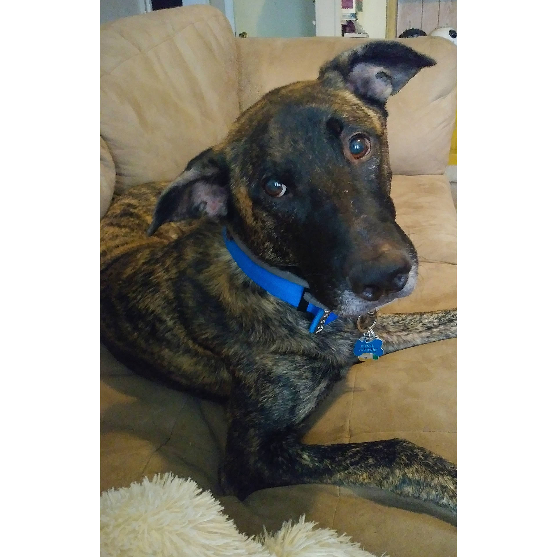 Diesel is registered to the contest to win money with this photo: canidae, carnivore, chair, collar, companion_dog, dog, dog_breed, dog_collar, electric_blue, fawn, guard_dog, non_sporting_group, pet_supply, rectangle, snout, sporting_group, terrestrial_animal, whiskers, working_animal, working_dog