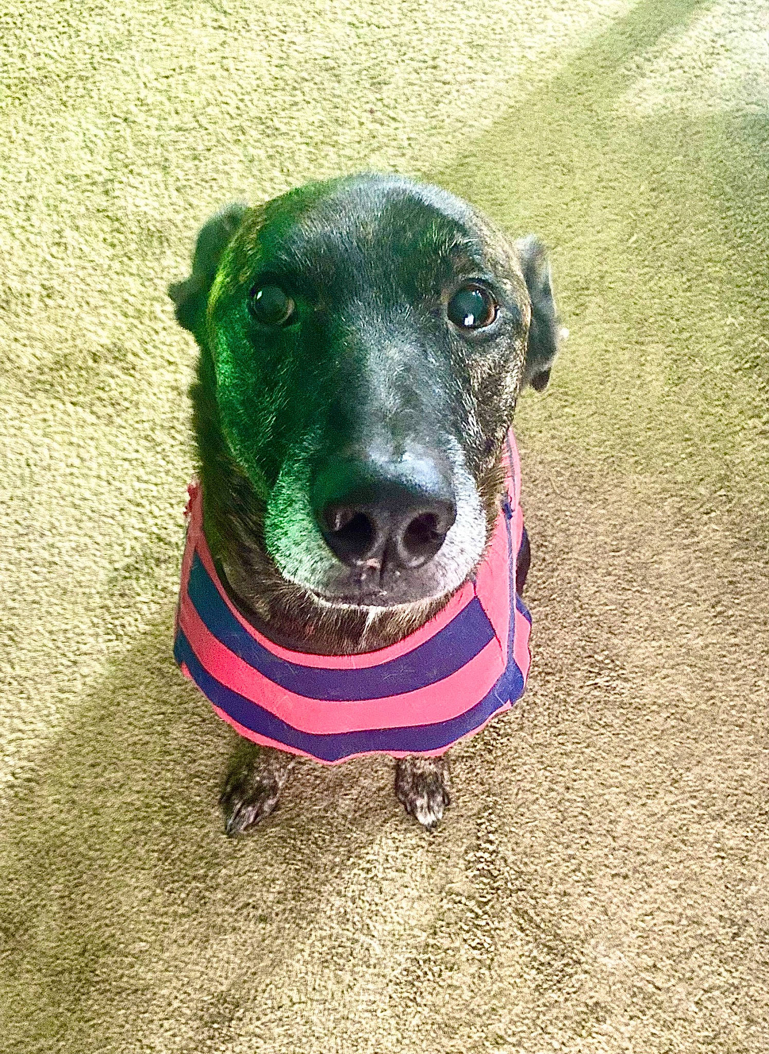 Diesel joined the competition — help win amazing prizes! canidae, carnivore, collar, companion_dog, dog, dog_breed, dog_collar, dog_supply, electric_blue, fashion_accessory, fawn, fur, grass, leash, personal_protective_equipment, pet_supply, snout, sporting_group, whiskers, working_animal