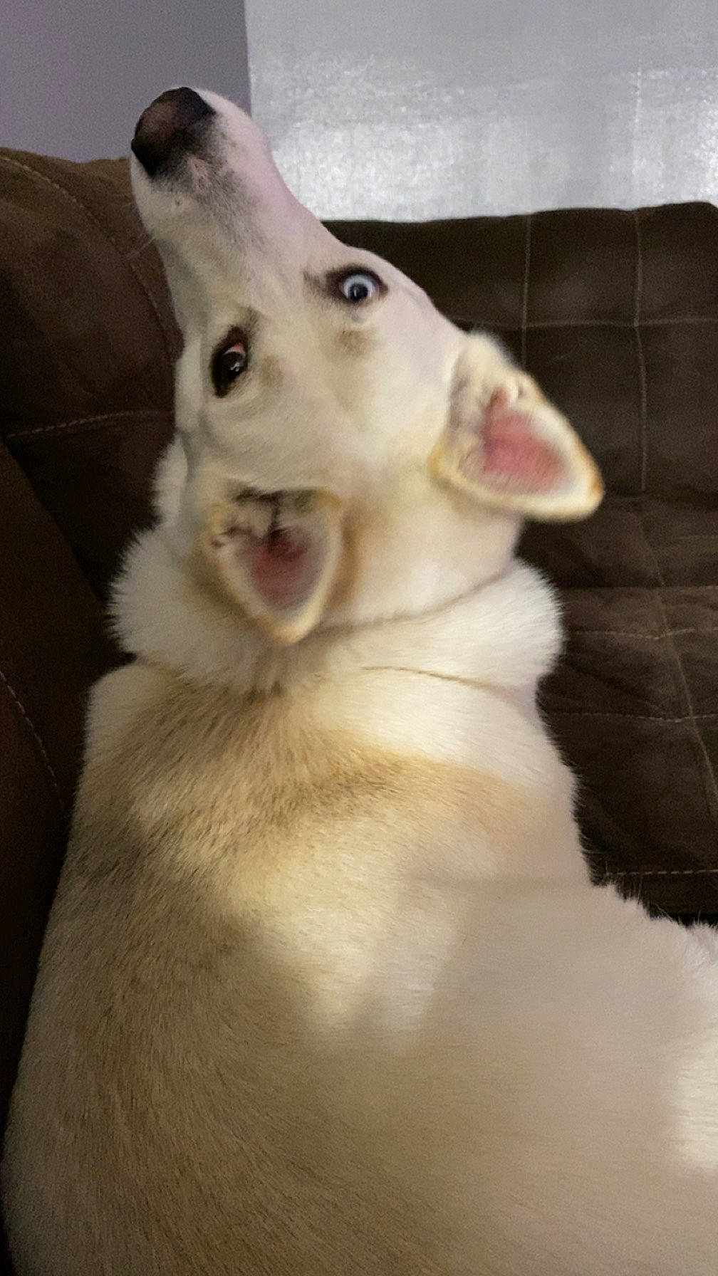 Nami joined the competition — help win amazing prizes! ancient_dog_breeds, canidae, carnivore, companion_dog, dog, dog_breed, ear, eyelash, fawn, fur, jaw, non_sporting_group, samoyed, snout, sporting_group, whiskers, working_animal