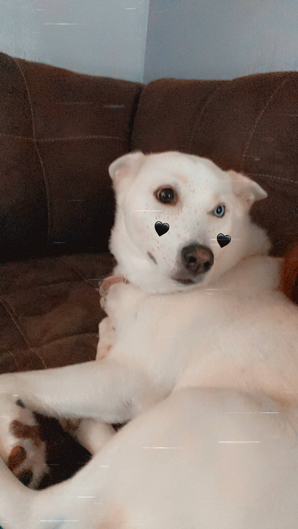 Nami is registered to the contest to win money with this photo: canidae, carnivore, comfort, companion_dog, couch, dog, dog_breed, fawn, flooring, fur, german_spitz_mittel, paw, snout, spitz, sporting_group, tail, terrestrial_animal, volpino_italiano, whiskers, working_animal