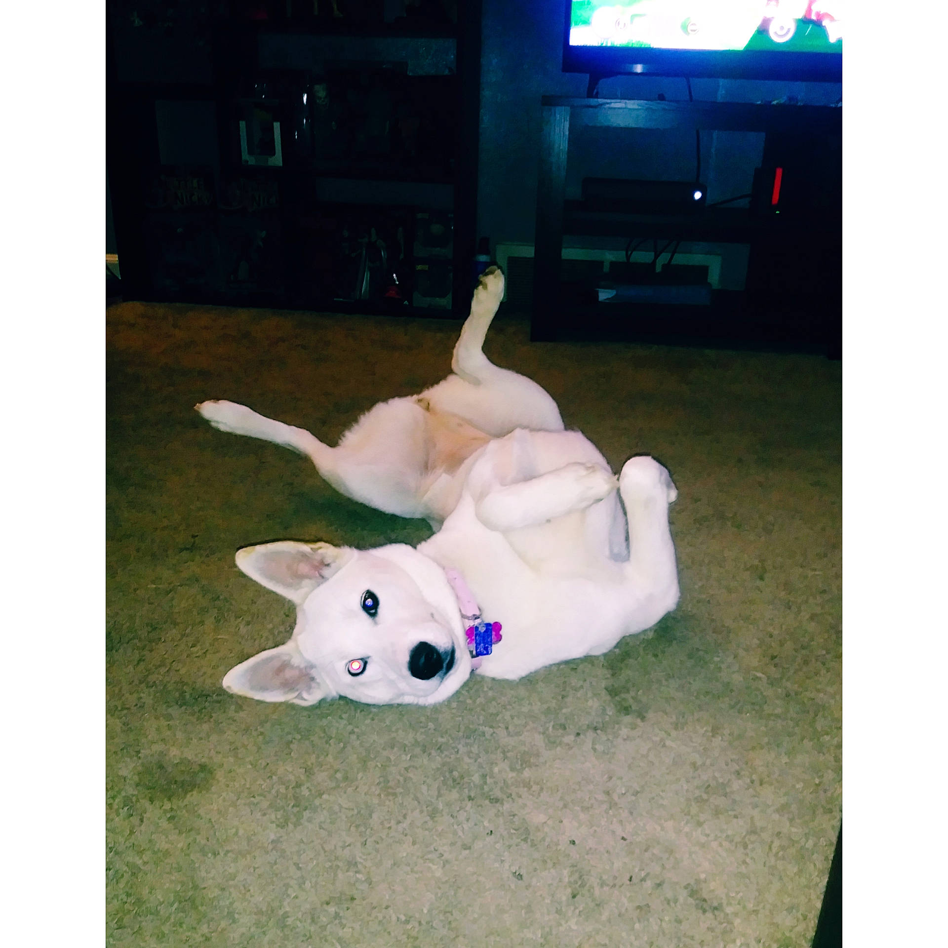 Nami joined the competition — help win amazing prizes! art, cable_television, canidae, carnivore, companion_dog, display_device, dog, dog_breed, entertainment_center, fawn, flooring, grass, paw, snout, sporting_group, tail, television, television_set, toy, working_animal