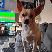 Chip is registered to the contest to win money with this photo: animal, baseball, brown_dog, carpet, couch, cozy, curious, dog, ears, furniture, home, indoor, living_room, pet, portrait, small_dog, sports, television, wall_art, white_dog