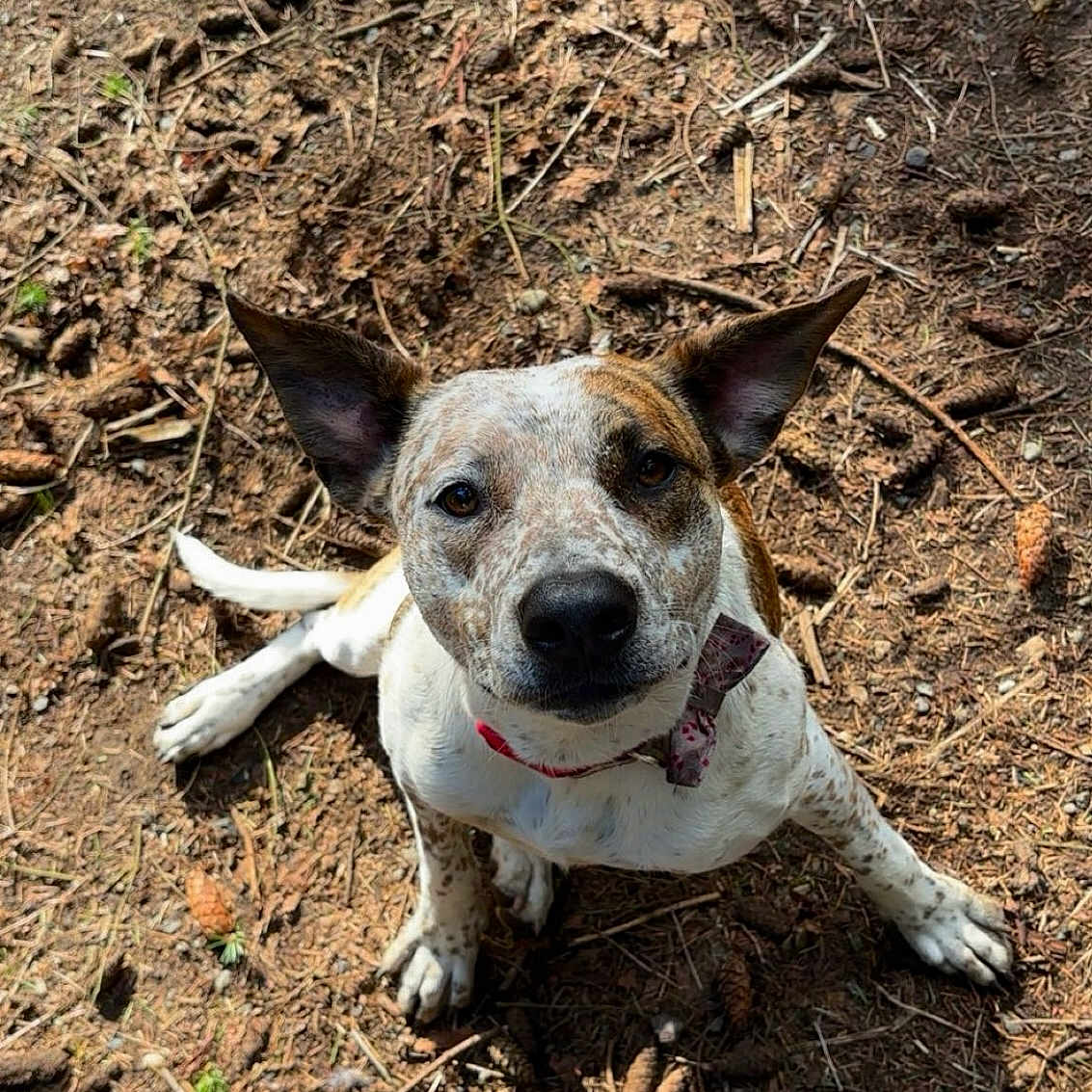 Munin is registered to the contest to win money with this photo: alert, animal, bow_tie, brown, canine, collar, cute, dog, ears, forest_floor, ground, looking_up, nature, outdoor, pet, pine_cones, playful, speckled, sunlight, white