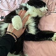 Plume a rejoint le concours — aidez-le/la à gagner de superbes lots ! cat, black_and_white, pet, hand, bed, blanket, furry, relaxed, sleepy, cozy, indoor, animal, domestic, cute, resting, comfort, soft, feline, person, touch