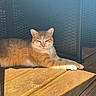 cat, ginger_cat, white_fur, sunlight, wooden_deck, wicker_furniture, relaxed, pet, animal, outdoor, daylight, sunny, feline, resting, cute, paw, portrait, shadow, texture, domestic_animal