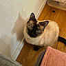 cat, siamese_cat, blue_eyes, shadow, wooden_floor, wall, indoor, pet, curious, fur, animal, cute, looking_up, cozy, domestic, mammal, whiskers, ears, tail, feline