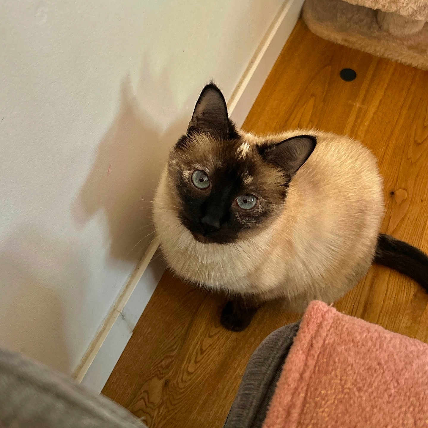 Rosie