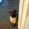 cat, siamese_cat, indoor, wooden_floor, doorway, curious, pet, animal, feline, sitting, blue_eyes, fur, domestic_cat, looking, shadow, flooring, household, companion, cute, alert