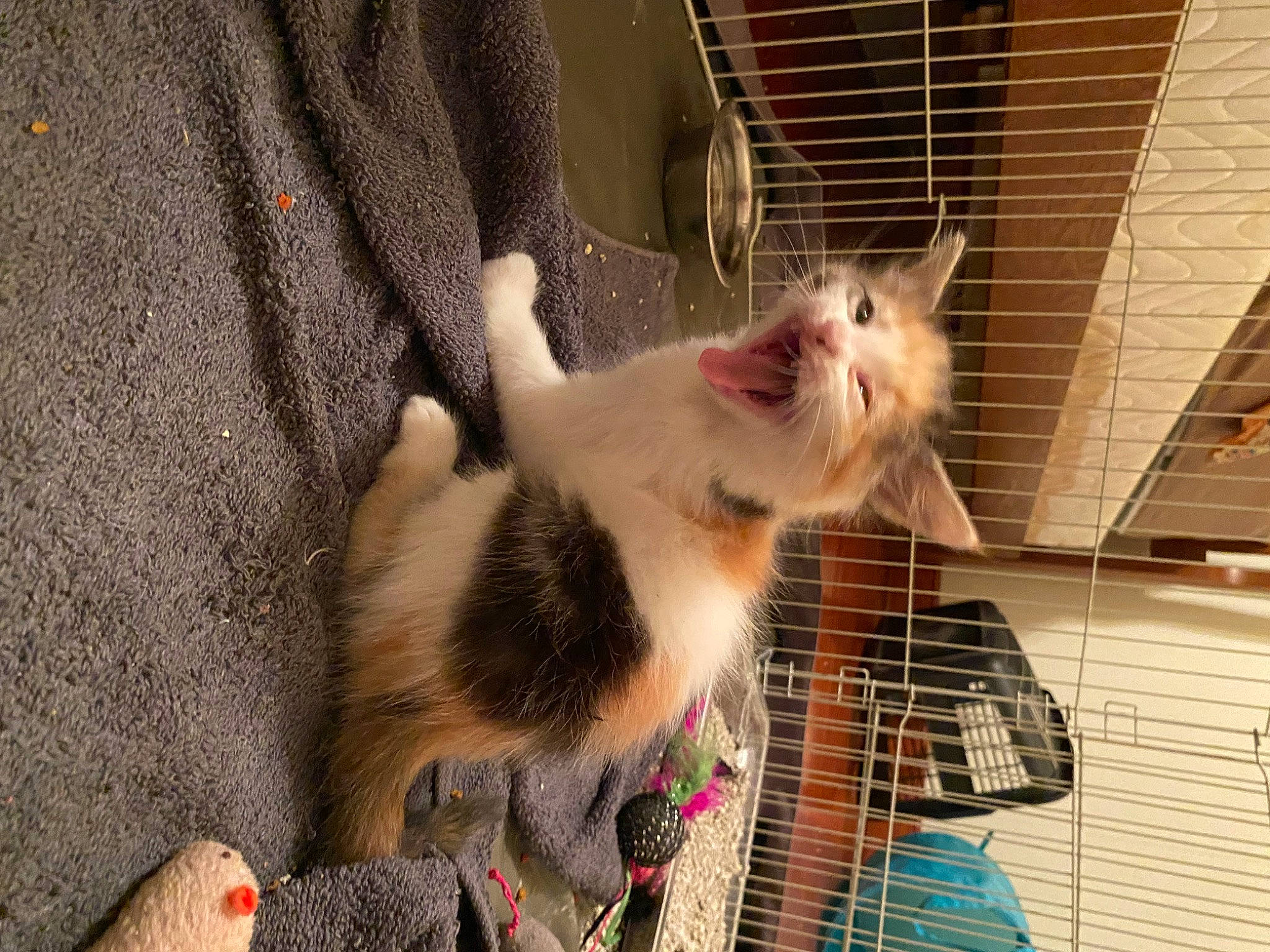 Eloise joined the competition — help win amazing prizes! animal_shelter, canidae, carnivore, cat, collar, companion_dog, dog_breed, domestic_short_haired_cat, fawn, felidae, fur, paw, pet_supply, service, small_to_medium_sized_cats, snout, sporting_group, tail, whiskers, wood