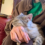 La Since participe au concours pour gagner de l'argent avec cette photo : cat, sleeping, tattoo, hand, person, fleece_jacket, green_shirt, red_couch, indoor, cozy, relaxed, tabby_cat, fur, pet, lap, resting, home, comfort, animal, cute