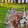 cat, fluffy_cat, gray_cat, animal_skull, antlers, flowers, pink_flowers, stone_planter, grass, greenery, trees, outdoor, nature, field, plants, wildlife, pets, relaxing, profile_view, daylight