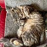 cat, sleeping, fluffy, feline, pet, cozy, blanket, gray, red, leather, couch, relaxed, domestic_animal, fur, whiskers, paws, indoor, resting, cute, nap
