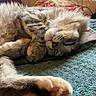 cat, sleeping, paw, fluffy, fur, blanket, indoor, cozy, resting, close_up, cute, pet, animal, relaxed, feline, soft, comfort, pillow, texture, nap