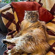 La Since participe au concours pour gagner de l'argent avec cette photo : animal, blanket, cat, comfort, couch, cozy, cute, feline, fluffy, fur, home, indoor, lazy, long_hair, mammal, pet, pillow, relaxed, resting, whiskers