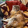 animal, blanket, cat, comfort, couch, cozy, cute, feline, fluffy, fur, home, indoor, lazy, long_hair, mammal, pet, pillow, relaxed, resting, whiskers