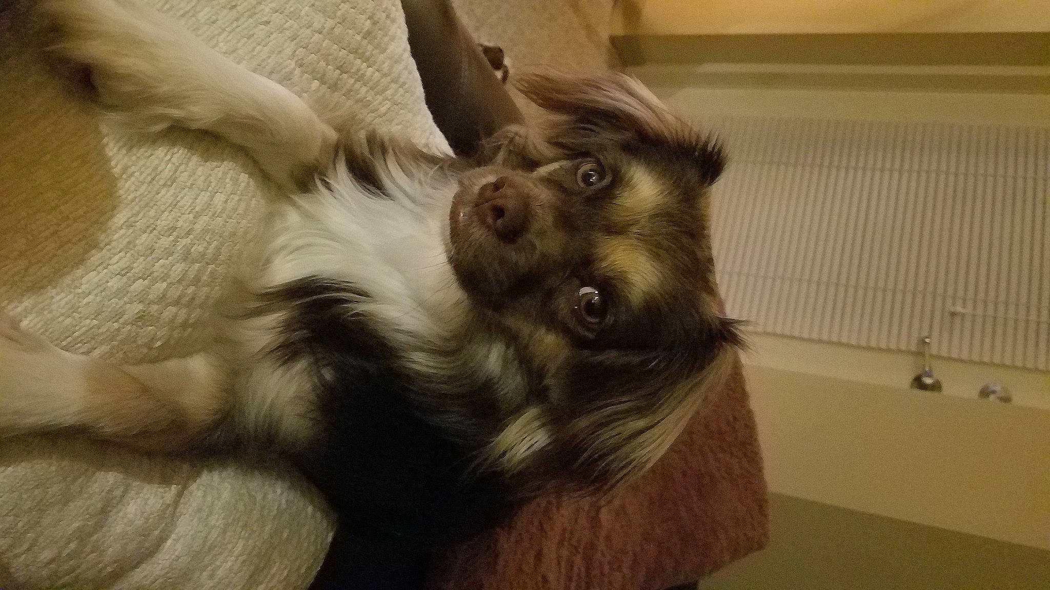 Olivia joined the competition — help win amazing prizes! canidae, carnivore, companion_dog, dog, dog_breed, ear, fawn, felidae, fur, gesture, liver, paw, small_to_medium_sized_cats, snout, spaniel, sporting_group, tail, toy_dog, whiskers, working_animal