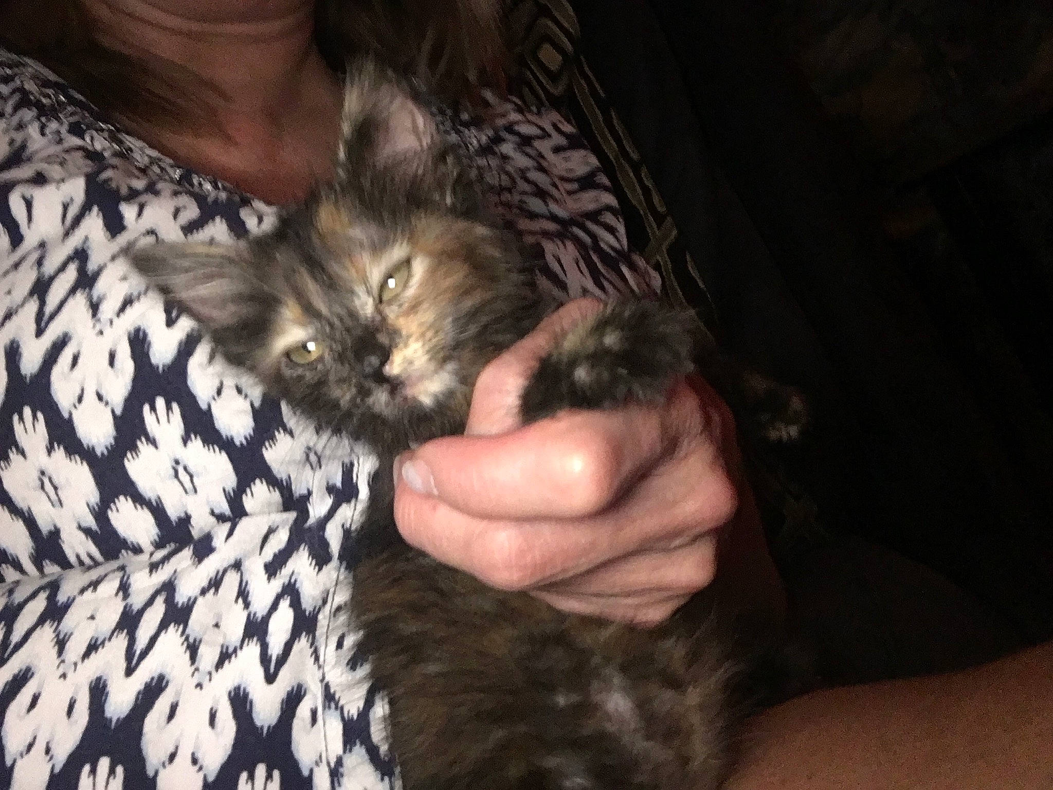 Travler joined the competition — help win amazing prizes! asian, carnivore, cat, claw, domestic_long_haired_cat, domestic_short_haired_cat, dragon_li, egyptian_mau, european_shorthair, felidae, fur, kitten, maine_coon, mammal, norwegian_forest_cat, pixie_bob, siberian, small_to_medium_sized_cats, vertebrate, whiskers