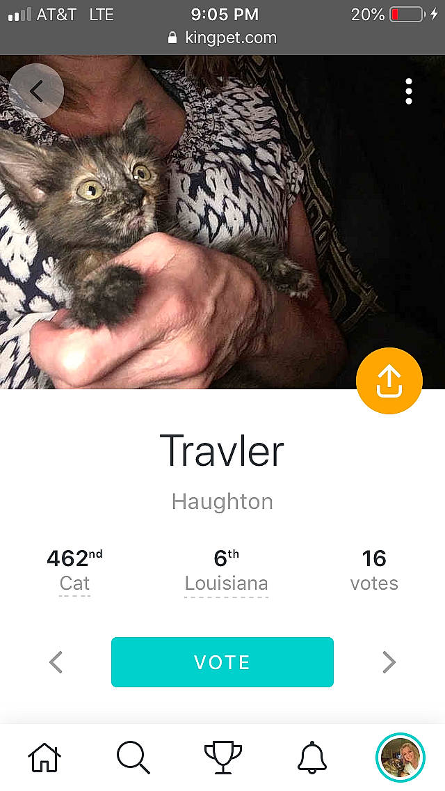 Travler joined the competition — help win amazing prizes! asian, carnivore, cat, cornish_rex, domestic_short_haired_cat, european_shorthair, felidae, font, photo_caption, screenshot, small_to_medium_sized_cats, whiskers