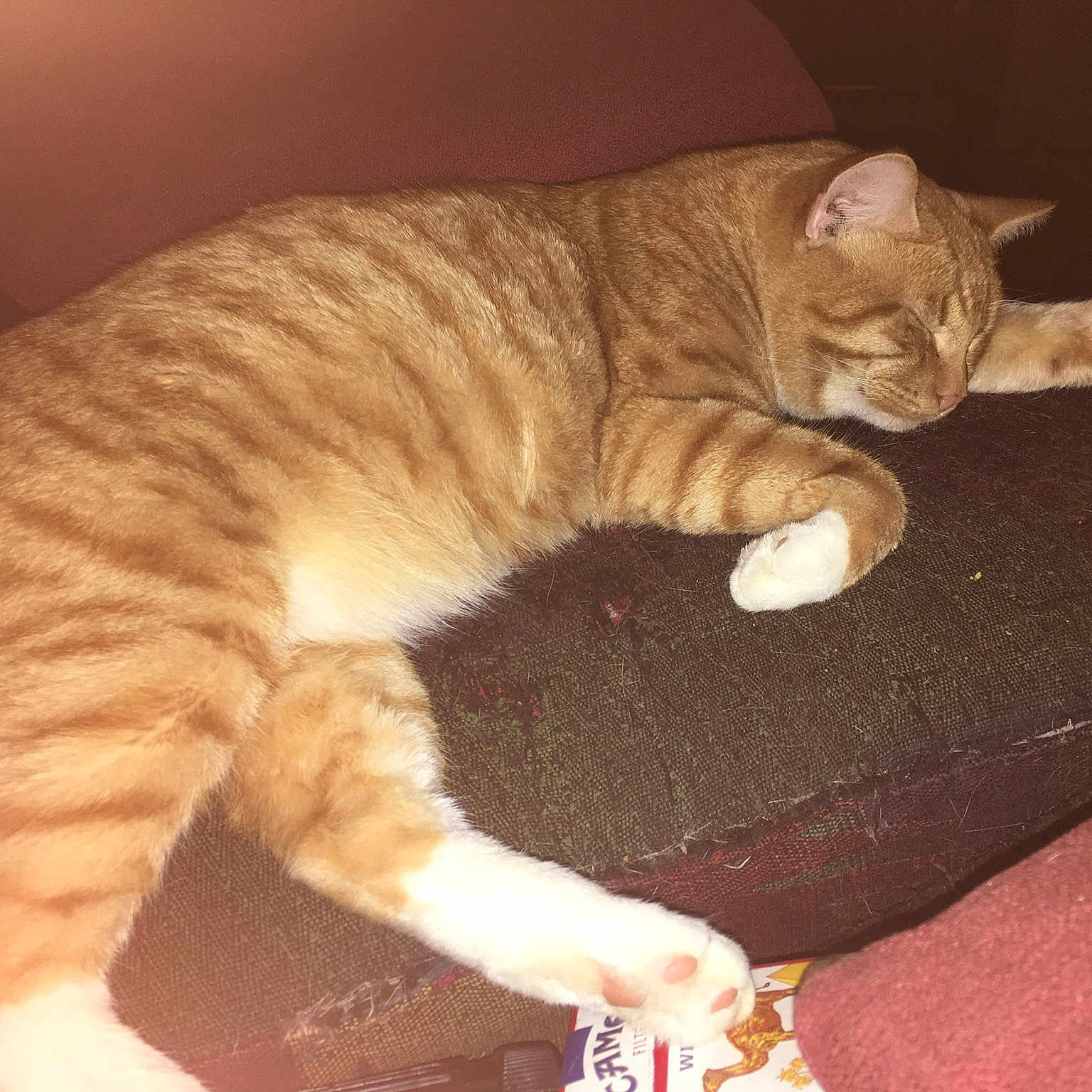 Tucker is registered to the contest to win money with this photo: arabian_mau, asian, california_spangled, carnivore, cat, claw, domestic_short_haired_cat, dragon_li, european_shorthair, fawn, felidae, german_rex, kitten, paw, polydactyl_cat, small_to_medium_sized_cats, tabby_cat, tail, whiskers