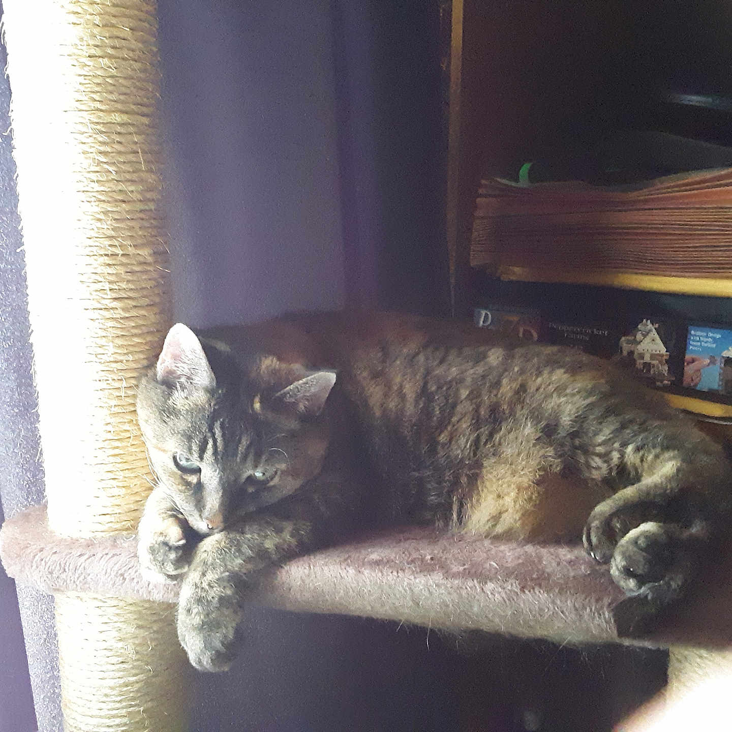 Baby Tiger joined the competition — help win amazing prizes! books, box, cat, cat_tree, cozy, curtain, feline, fur, furniture, indoor, lounging, nap, paws, pet, relaxed, scratching_post, shelf, sunlight, tabby, whiskers