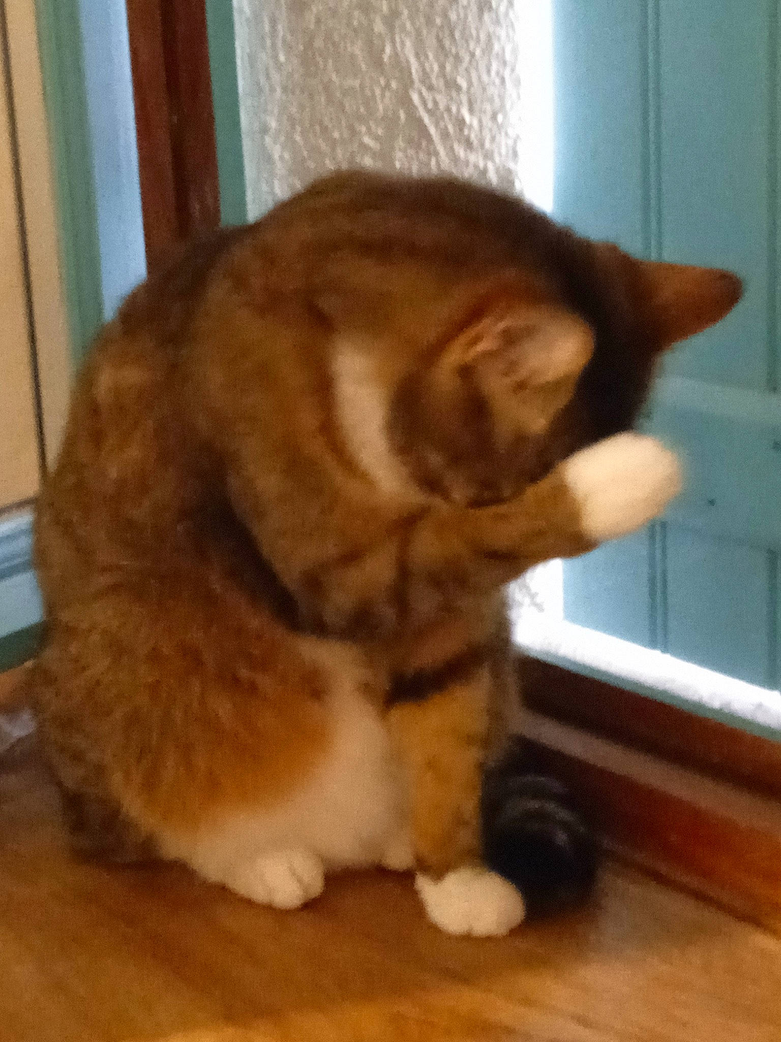 Bibie a rejoint le concours — aidez-le/la à gagner de superbes lots ! brown, carnivore, cat, comfort, ear, fawn, felidae, floor, flooring, fur, hardwood, small_to_medium_sized_cats, snout, tail, terrestrial_animal, whiskers, window, wood, wood_flooring, wood_stain