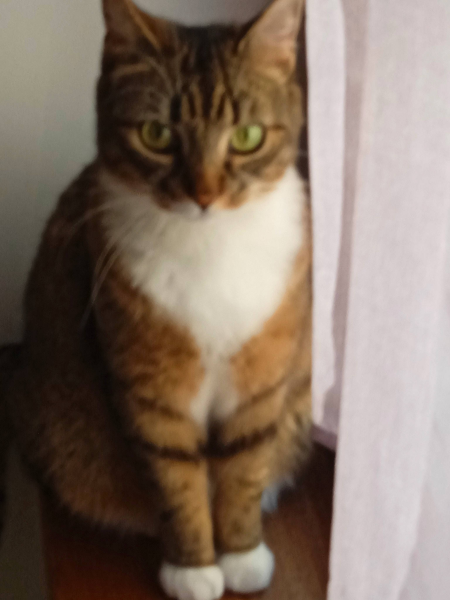 Bibie a rejoint le concours — aidez-le/la à gagner de superbes lots ! carnivore, cat, domestic_short_haired_cat, door, felidae, fur, paw, sitting, small_to_medium_sized_cats, snout, tail, terrestrial_animal, whiskers, wood