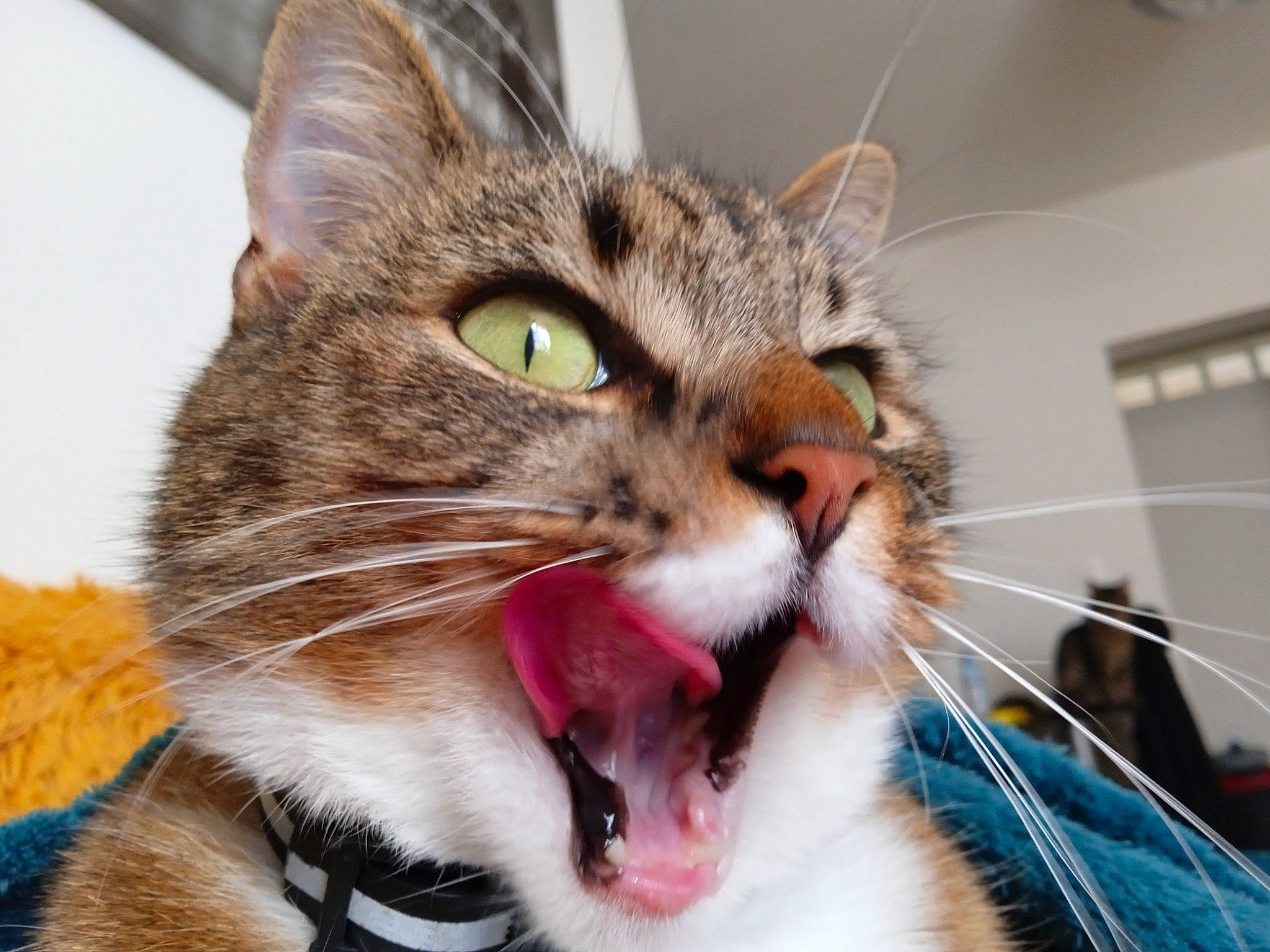 Bibie a rejoint le concours — aidez-le/la à gagner de superbes lots ! carnivore, cat, claw, collar, domestic_short_haired_cat, door, ear, eye, fang, felidae, fur, iris, paw, small_to_medium_sized_cats, snout, tooth, whiskers, window, yawn