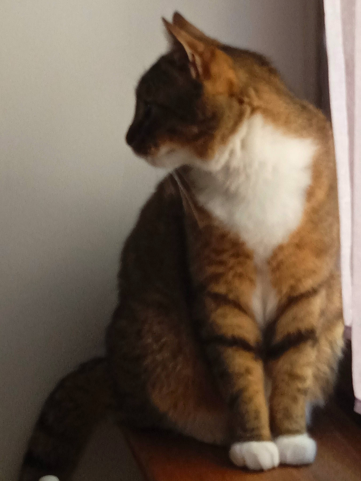 Bibie a rejoint le concours — aidez-le/la à gagner de superbes lots ! carnivore, cat, claw, comfort, domestic_short_haired_cat, fawn, felidae, flooring, foot, fur, paw, sitting, small_to_medium_sized_cats, snout, tail, terrestrial_animal, toe, whiskers, window, wood