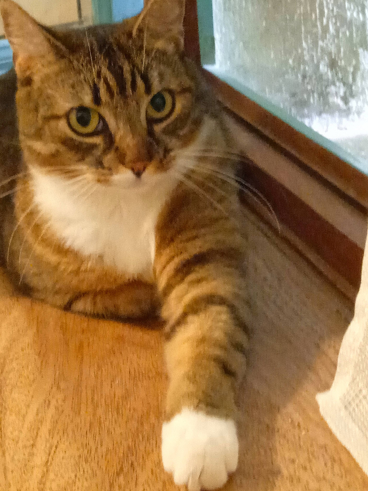 Bibie a rejoint le concours — aidez-le/la à gagner de superbes lots ! carnivore, cat, claw, domestic_short_haired_cat, door, eye, felidae, flooring, foot, fur, hardwood, paw, small_to_medium_sized_cats, snout, tail, terrestrial_animal, toe, whiskers, window, wood