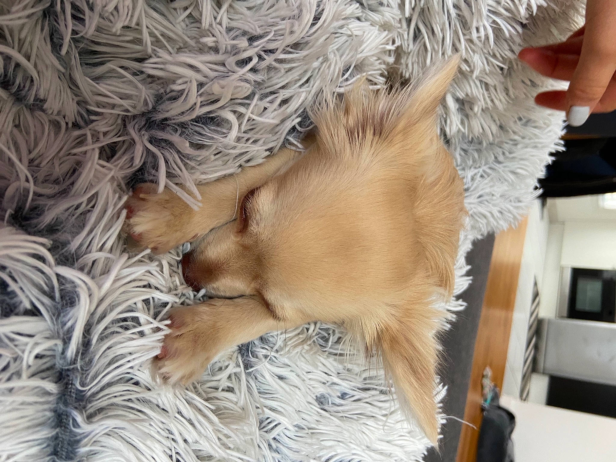 Rainbow participe au concours pour gagner de l'argent avec cette photo : canidae, companion_dog, dog, dog_breed, fawn, fur, natural_material, sporting_group