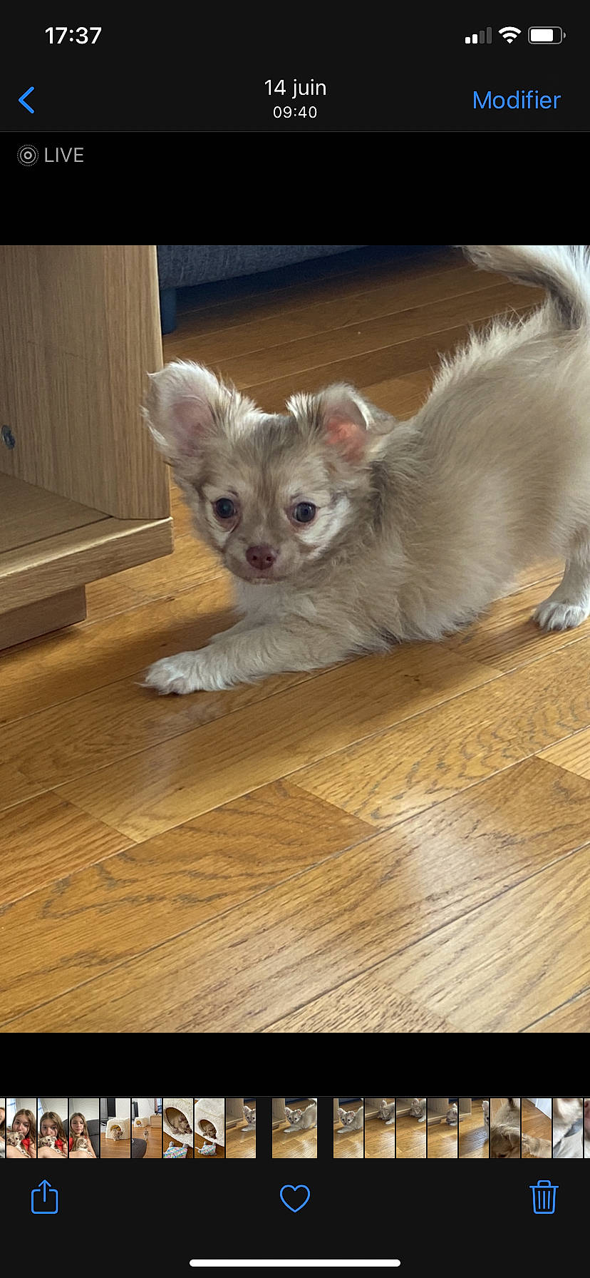 Rainbow participe au concours pour gagner de l'argent avec cette photo : carnivore, cat, claw, fawn, felidae, floor, flooring, fur, hardwood, iris, kitten, laminate_flooring, paw, snout, varnish, vertebrate, whiskers, wood, wood_flooring, wood_stain