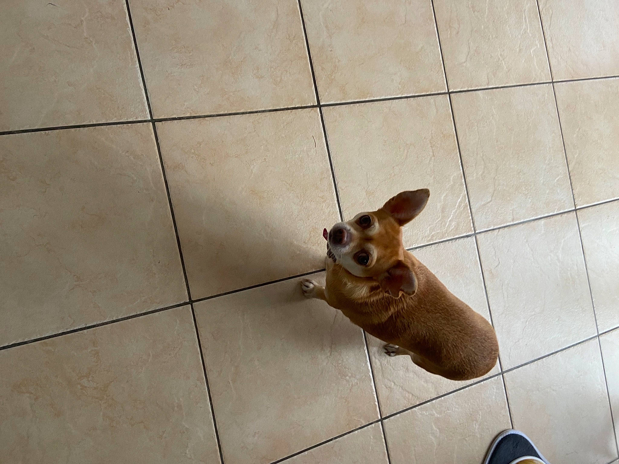 Jolie participe au concours pour gagner de l'argent avec cette photo : beige, canidae, carnivore, chihuahua, dog, dog_breed, fawn, floor, flooring, liver, slipper, snout, tan, tile, tile_flooring, walking_shoe, whiskers, working_animal
